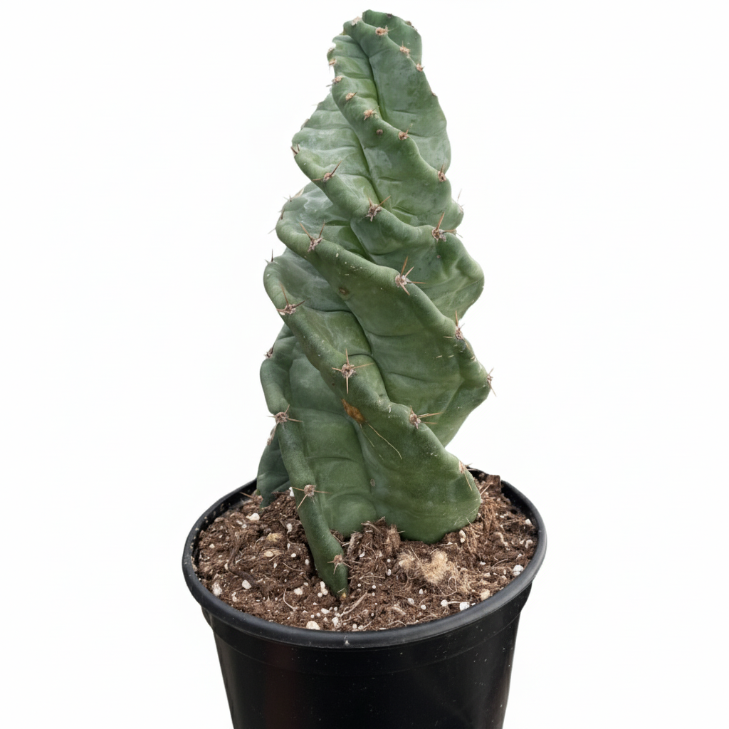 Cereus forbesii &#39;Spiralis&#39;, rare cactus for sale, weirdo cactus for sale, cactus for sale, plant shop in ca, buy cactus online