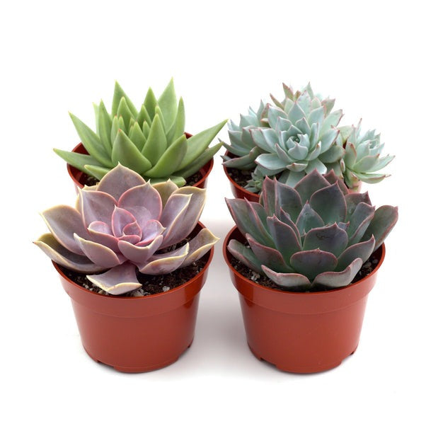 live mini succulents 2" Succulent Variety Packs