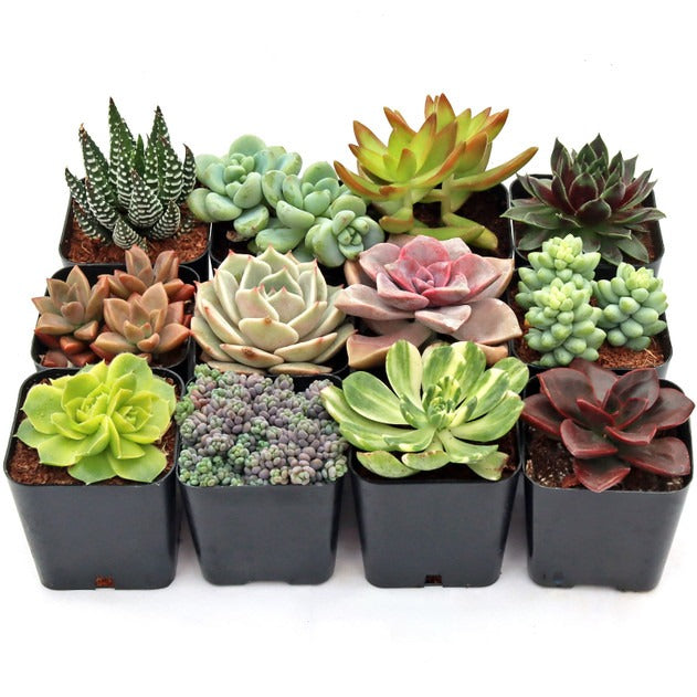 Succulent Variety Pack, Live Succulents, 2 inch Potted Plants, Assorted Succulents, Rooted Plants, Mini Houseplants