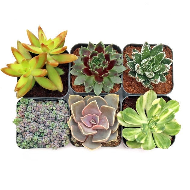 25 succulents Assorted Succulent Pack - 6, 12, or 25 Plants