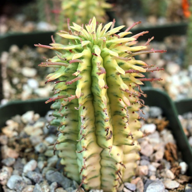 Euphorbia mammillaris Corn on the Cob