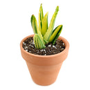 Variegated aloe for sale, succulents shop in California, succulent care, how to grow succulents, succulents garden, Succulents shop near me, Rare succulents, cactus, succulent care tips