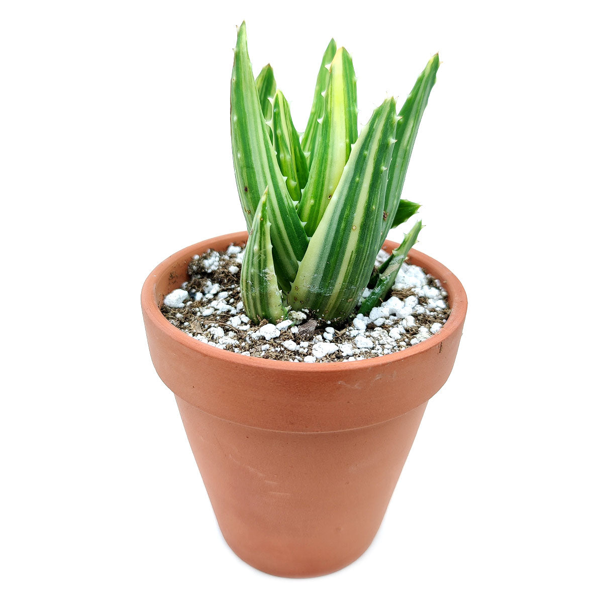 aloe gator succulent Variegated Aloe for Sale | Succulent Care Guide