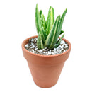 Variegated aloe for sale, succulents shop in California, succulent care, how to grow succulents, succulents garden, Succulents shop near me, Rare succulents, cactus, succulent care tips