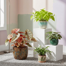 Buy Velvet Forest online, velvet forest botanical decor for office desk, velvet forest indoor greenery gift for relaxation, velvet forest live moss garden decorative indoor display