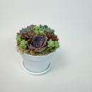 Close-up of a stunning purple rosette succulent surrounded by 10-12 green donkey's tails in a white plastic pot