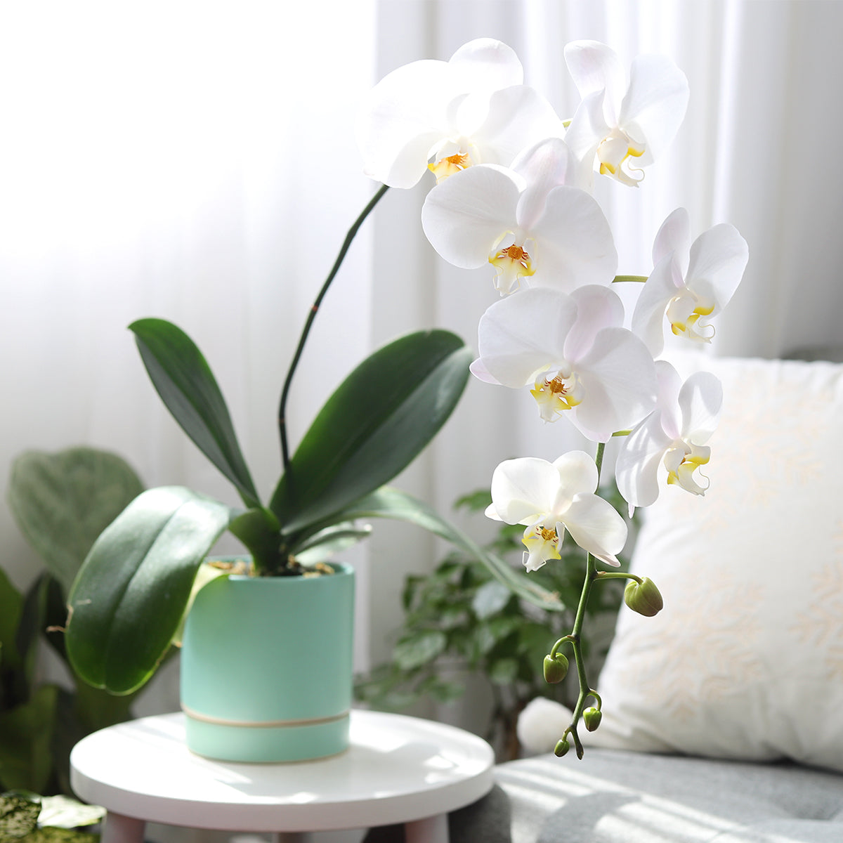 plant pots for orchids White Phalaenopsis Orchid - Flowering Plants - Orchid in Ceramic Pot