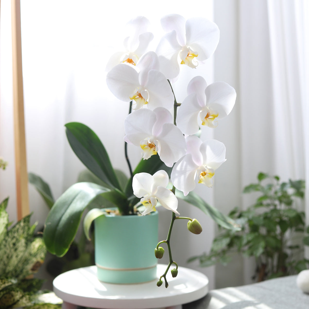orchid house plants White Phalaenopsis Orchid - Flowering Plants - Orchid in Ceramic Pot