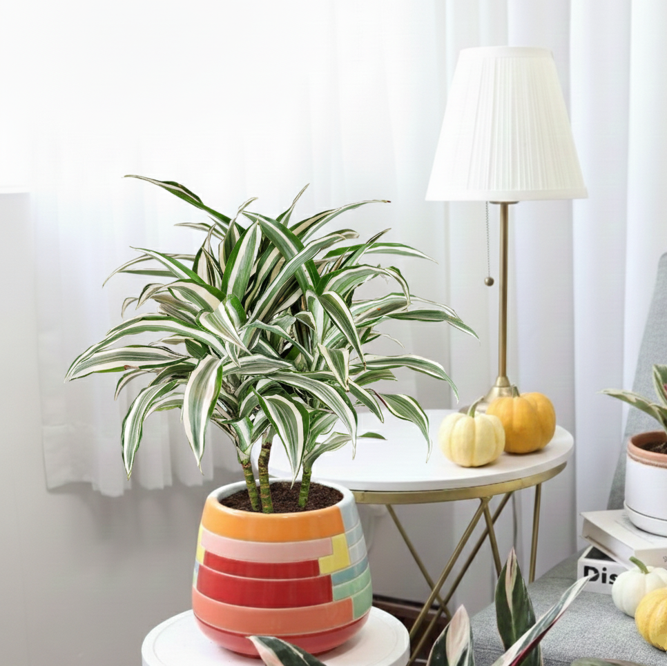 Dracaena 'Warneckii White Jewel' for sale, Dracaena tree plants for sale, Dracaena 'Warneckii White Jewel' near me