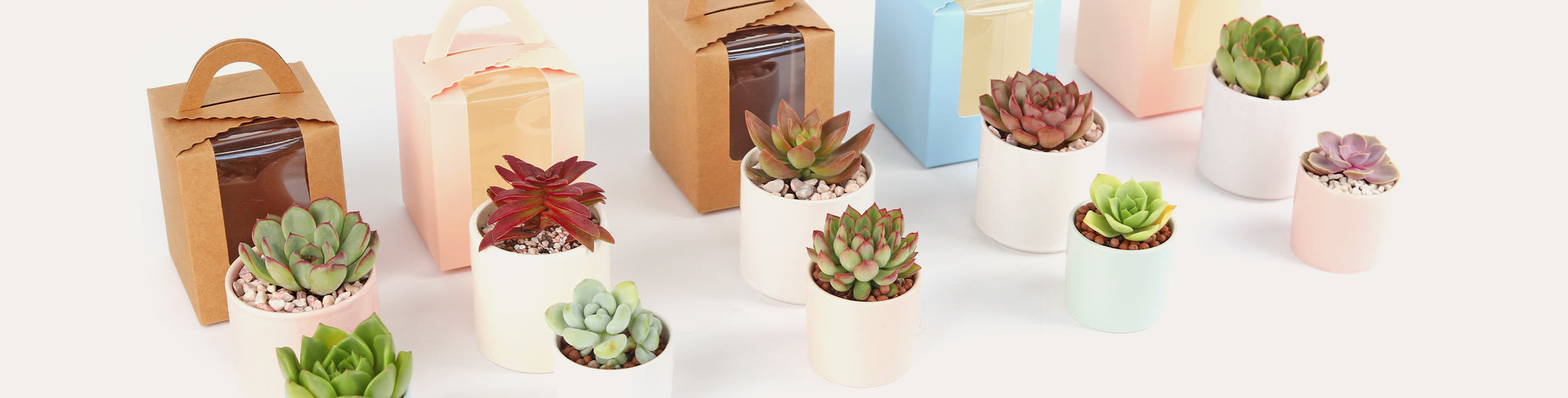 Succulent event gift collection, Succulent wedding gift ideas