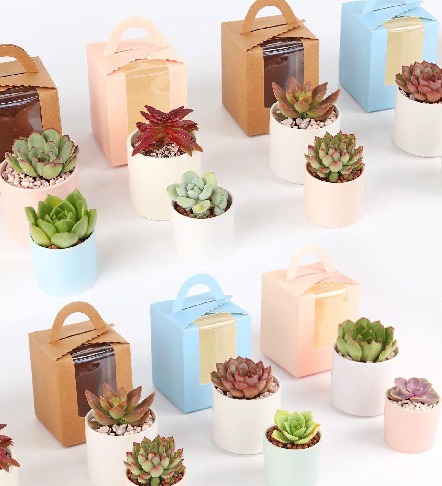 Succulent event gift collection, Succulent wedding gift ideas