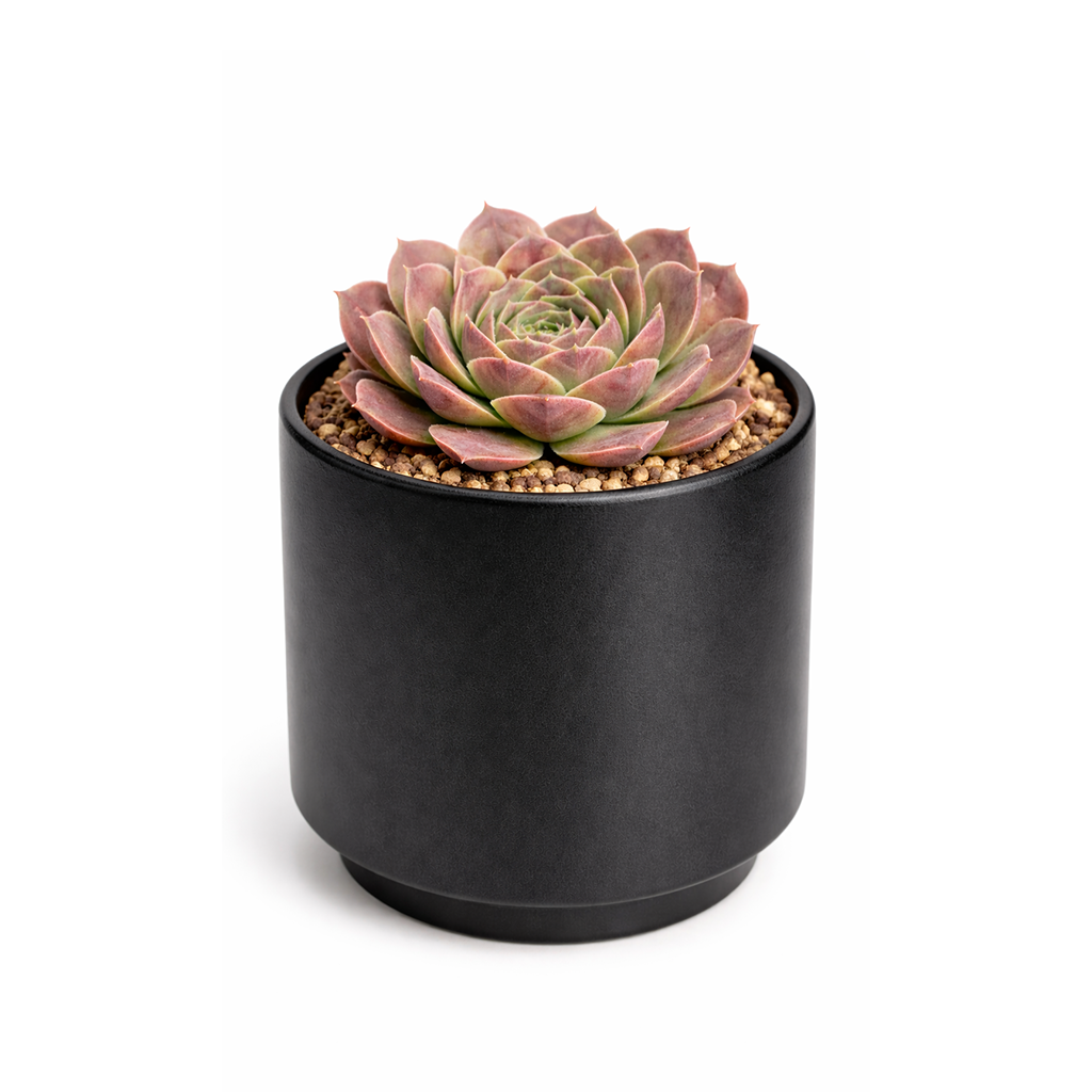 2 inch Sempervivum heuffelii 'Saffarina',  indoor succulents, succulent care guide, buy succulents online