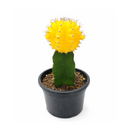 2 inch Yellow Grafted Moon Cactus, yellow succulents, indoor succulents, succulent care guide, buy succulents online