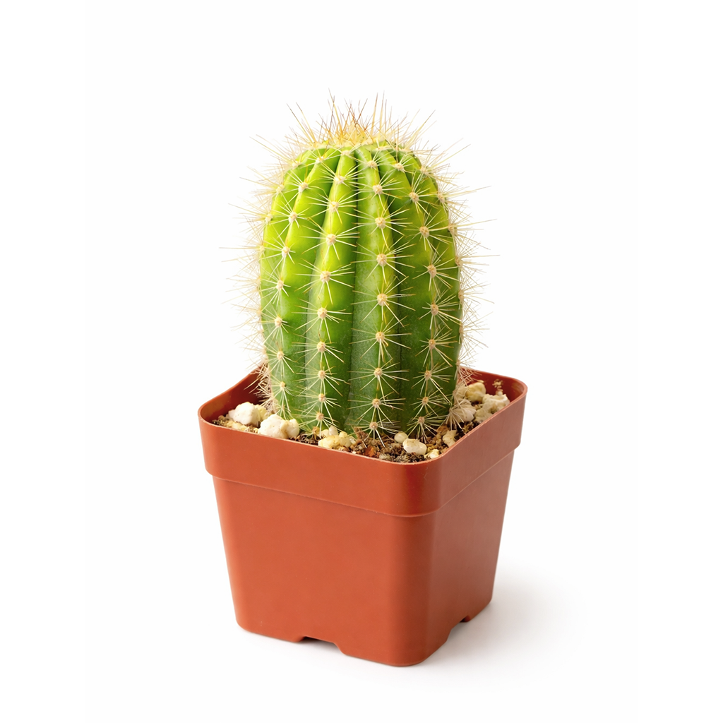 large cactus plant indoor Echinopsis Huascha Hybrid Cactus
