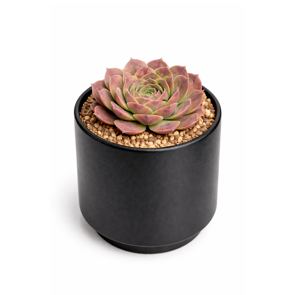 2 inch Sempervivum heuffelii 'Saffarina',  indoor succulents, succulent care guide, buy succulents online
