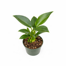 Philodendron Congo Green 6 inch for sale online, Rare foliage plant for home office decor, Fast-growing plant with a striking glossy heart-shaped foliage