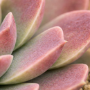 2 inch Sempervivum heuffelii 'Saffarina',  indoor succulents, succulent care guide, buy succulents online