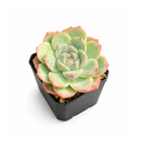 Succulent gifts, Growing succulents indoors, Small indoor plants, Decorative small plants for home, Cute desk plants