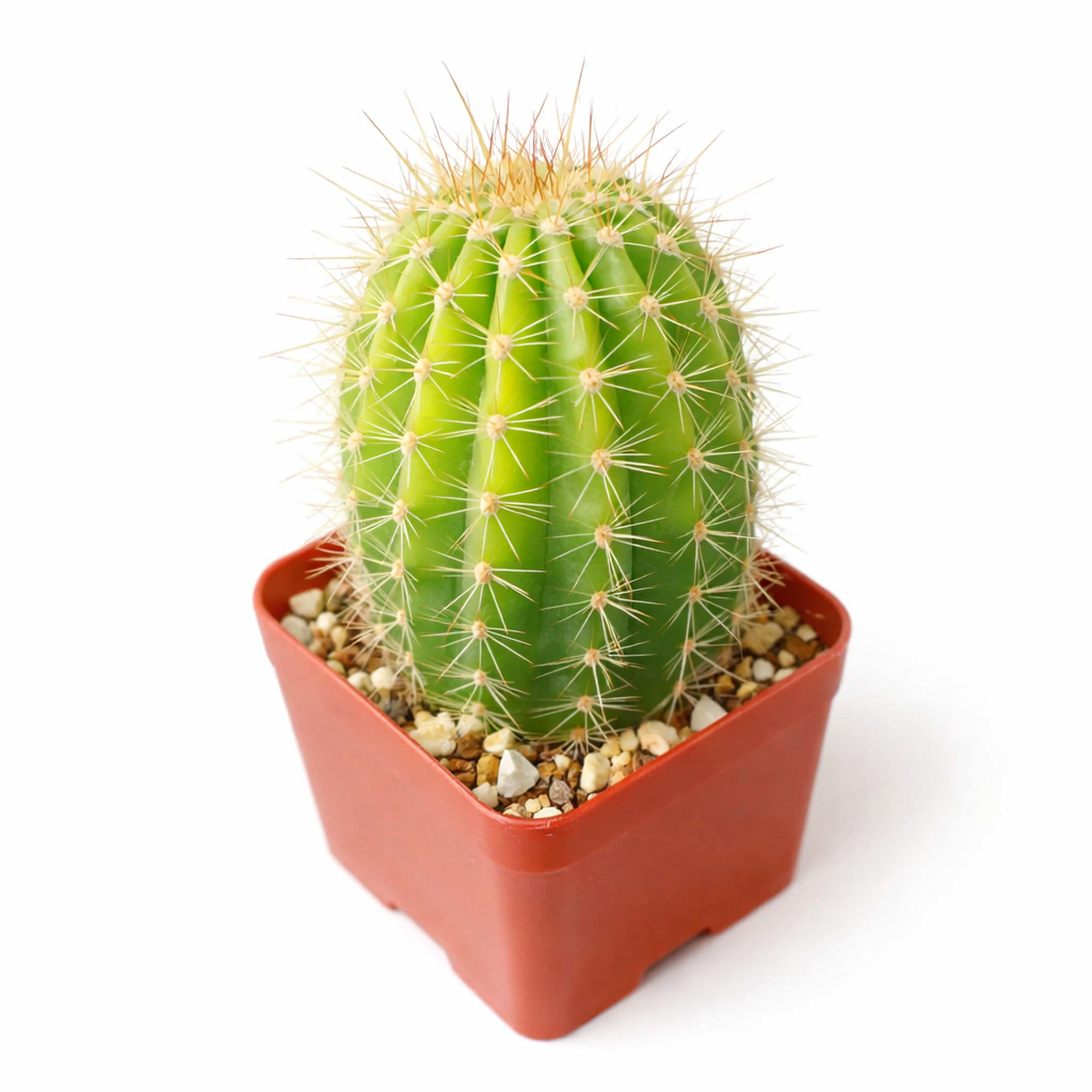 2 inch Echinopsis x huascha hybrid, colorful succulents, 2 inch indoor succulents for sale, buy Echinopsis x huascha hybrid online