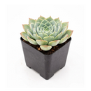 2 inch rosette succulents, small succulents for small space decor, easy to care indoor plants