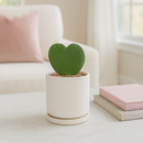 Buy 4 and 6-inch Cylinder Planter Pots with attached drip saucers, Decorative white ceramic plant pot for home decor, matte black pot, matte white pot, indoor plant pot, succulent planter, small houseplant pot, modern planter, drip tray included