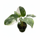 6 inch Philodendron &#39;White Princess&#39;, Philodendron &#39;White Princess&#39; for sale, shop Philodendron &#39;White Princess&#39; online, plant shops in ca