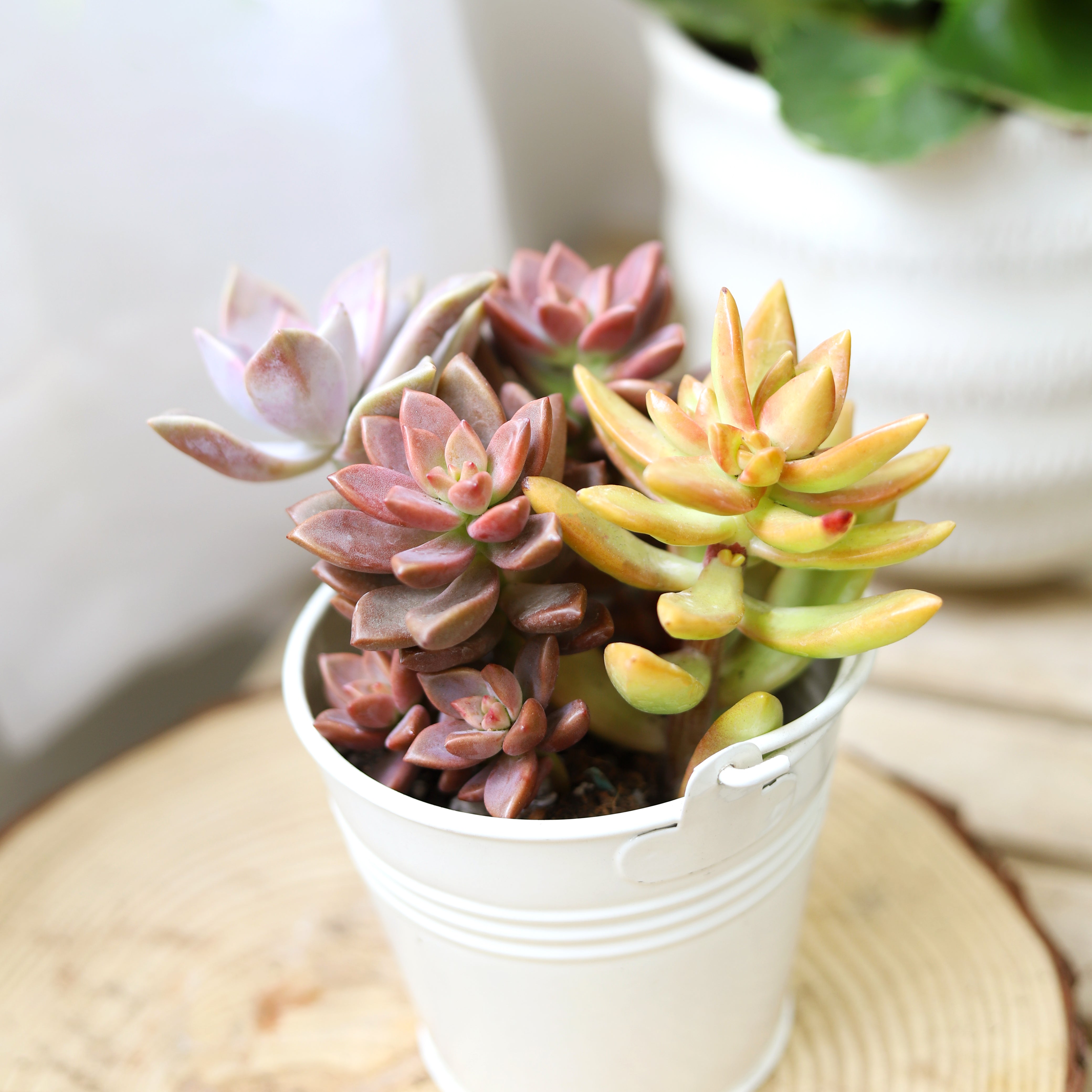 succulent bucket 2.5" White Tin Pail for Small Plants, Vintage Metal Bucket for Home Decoration