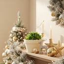 Star Window Haworthia Succulent, succulents garden, succulent plant, Rare succulents, Succulents shop near me, cactus, succulents store in CA, how to grow succulents, succulent care, Star Window Haworthia Succulent in California, How to grow Star Window Haworthia Succulent. indoor succulents