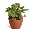 Peperomia Piccolo Banda, Peperomia Piccolo Albovittata, small houseplant for working desk and office, low light houseplant