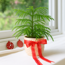 4 inch Soft needle-like leaves tree, Mini Christmas tree, Easy-care houseplant, Long-living houseplant