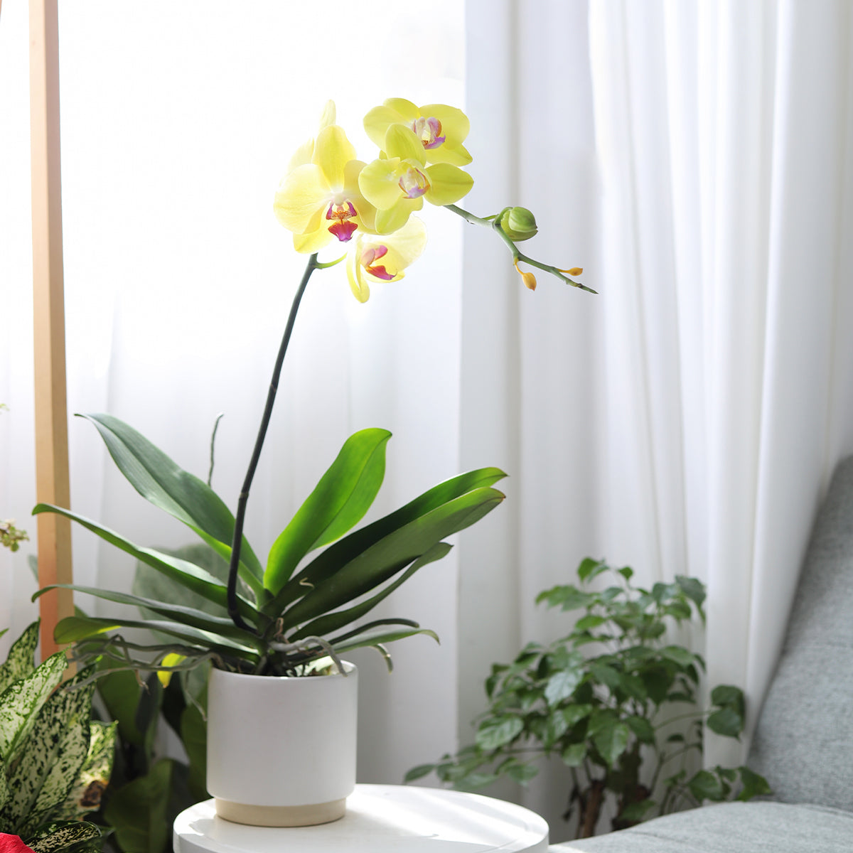 indoor orchid planter Yellow Phalaenopsis Orchid