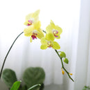 orchid plants, orchid pot, orchid, orchid flowers, orchid pots with holes, live orchid plants, phalaenopsis orchid, yellow orchid flowers, orchid flowers, Moth Orchid Plants