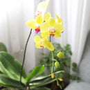 orchid plants, orchid pot, orchid, orchid flowers, orchid pots with holes, live orchid plants, phalaenopsis orchid, yellow orchid flowers, orchid flowers, Moth Orchid Plants