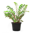 zz plant care, zamioculcas zamiifolia, houseplant for indoor air purifying, best houseplants for low light rooms