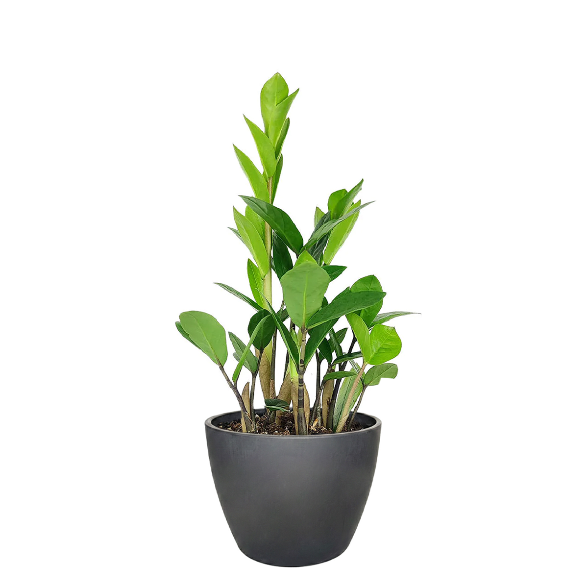 zz plant care, zamioculcas zamiifolia, houseplant for indoor air purifying, best houseplants for low light rooms