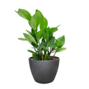 zz plant care, zamioculcas zamiifolia, houseplant for indoor air purifying, best houseplants for low light rooms