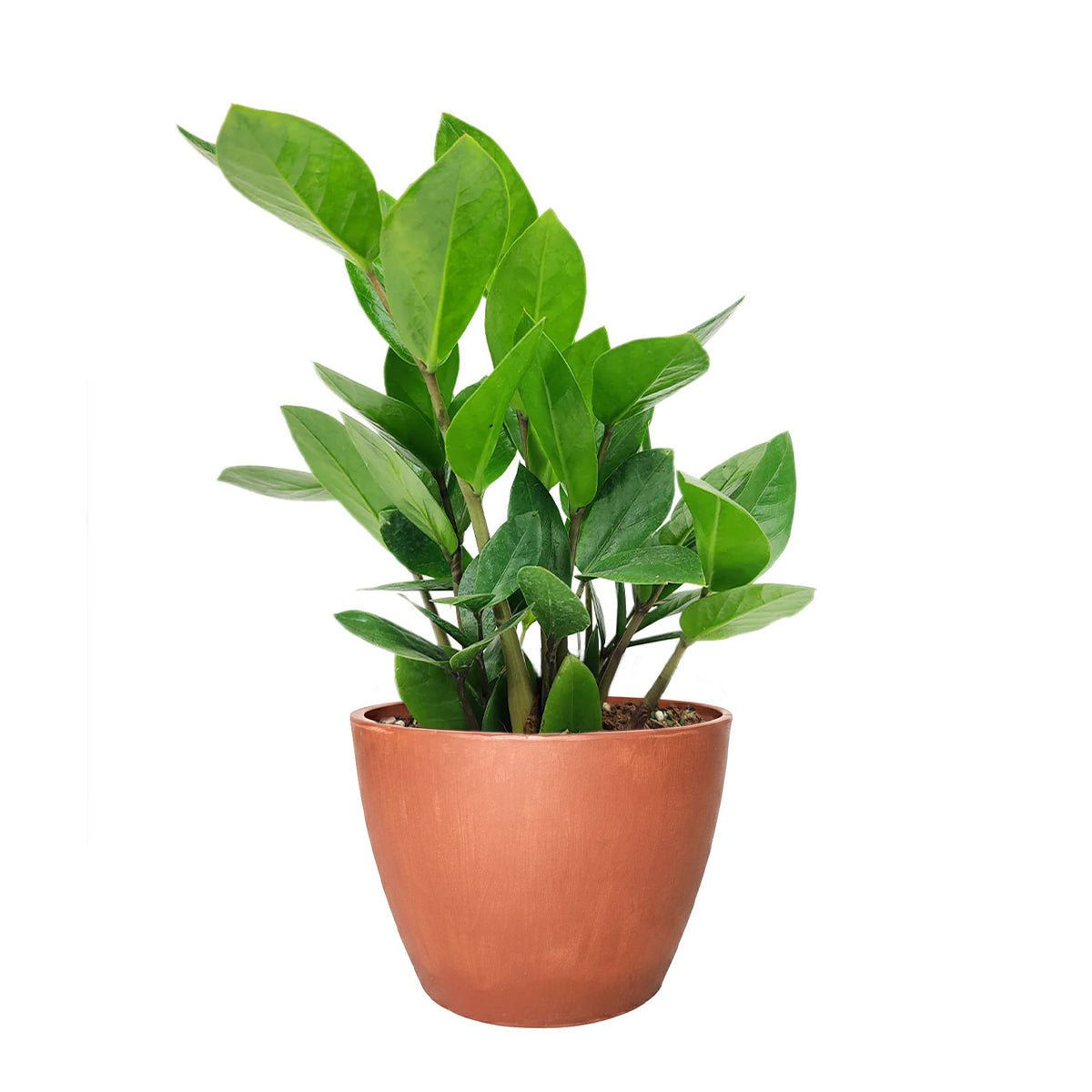 lowes plants indoor ZZ Plant, Buy Zamioculcas Zamiifolia Live Indoor Houseplant Online 4" Pot / Cow Pot by Succulents Box