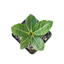 Desert Rose Plant, Elephants Foot, Fat Plant, Bonsai Cactus, Caudex Bonsai, Adenium Obesum, Adenium Obesum &#39;Shada&#39;, Adenium Arabicum &#39;Shada&#39;, succulent plant, succulent care, rare succulents, rare succulents for sale, unique succulents, buy succulents online, rare succulent, succulent shop, unusual succulents, succulent store, succulents online