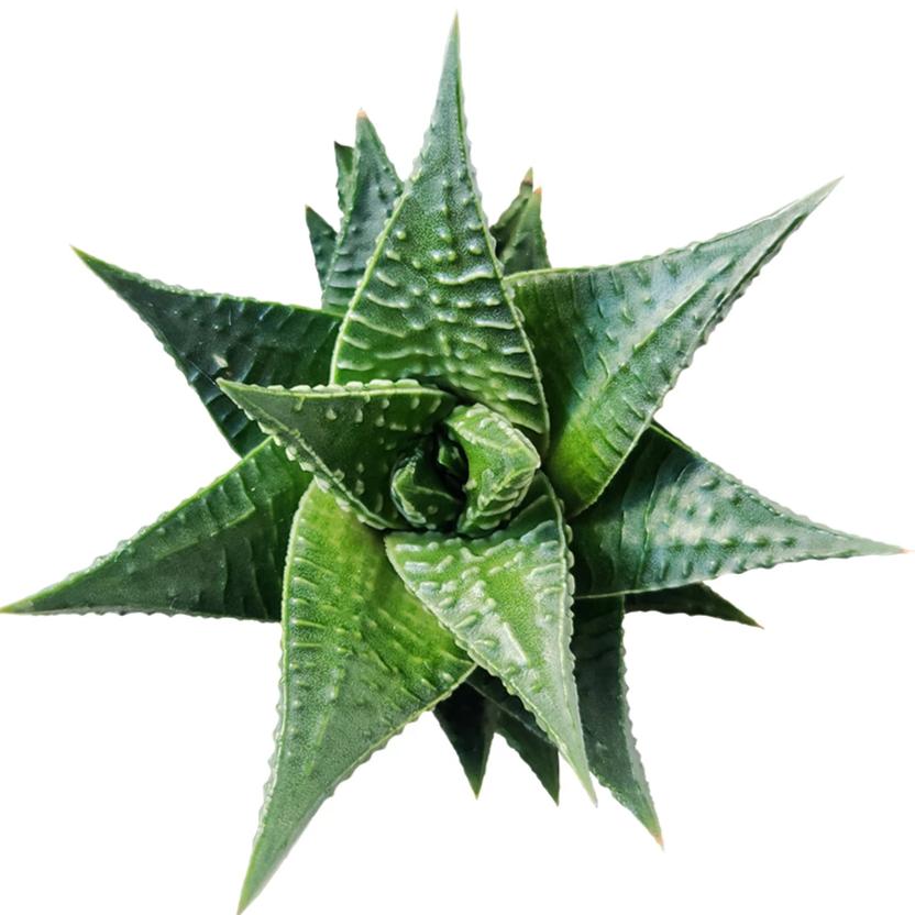 spiky dark green succulent Fairy Washboard Haworthia Limifolia