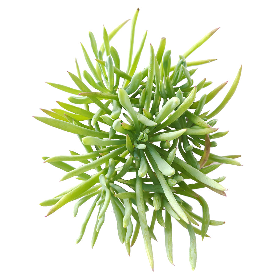 aromatic succulents Senecio Cylindricus Succulent