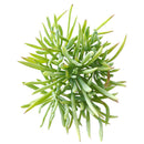 Senecio Cylindricus succulent Christmas decor ideas