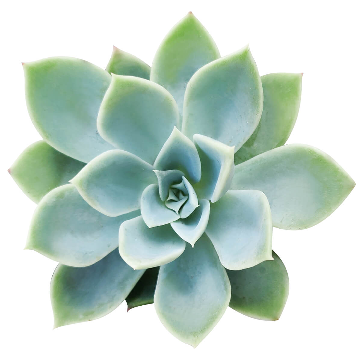 bluish succulent Echeveria Blue Atoll Succulent