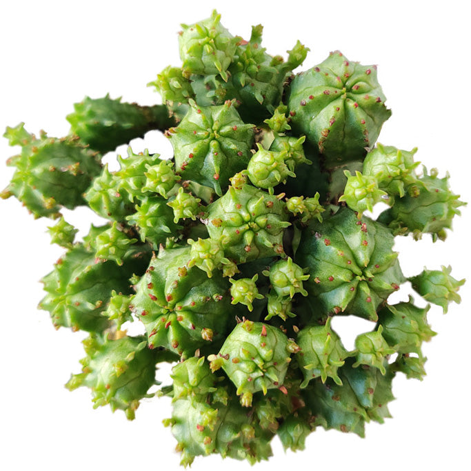Euphorbia Monstrose Succulent