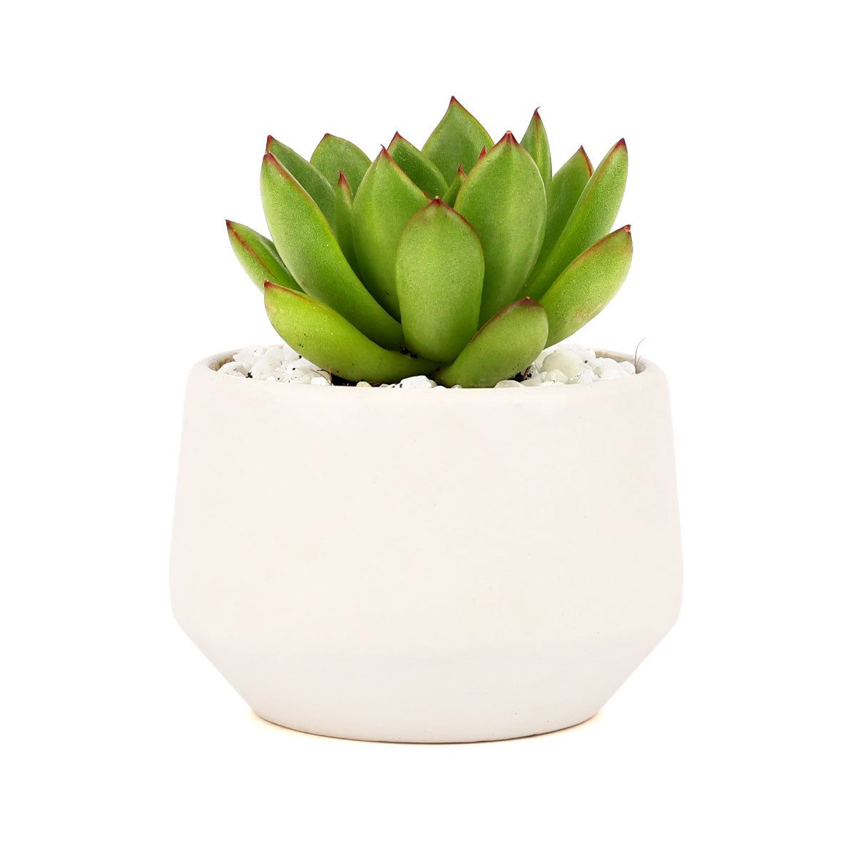 Live 2&quot; Succulent with 3&quot; Minimalistic Pot, Unique Succulent Gift Ideas, Succulent in white ceramic pots, Succulent Decor Ideas, 2 inch succulent pots for sale