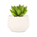 Live 2&quot; Succulent with 3&quot; Minimalistic Pot, Unique Succulent Gift Ideas, Succulent in white ceramic pots, Succulent Decor Ideas, 2 inch succulent pots for sale