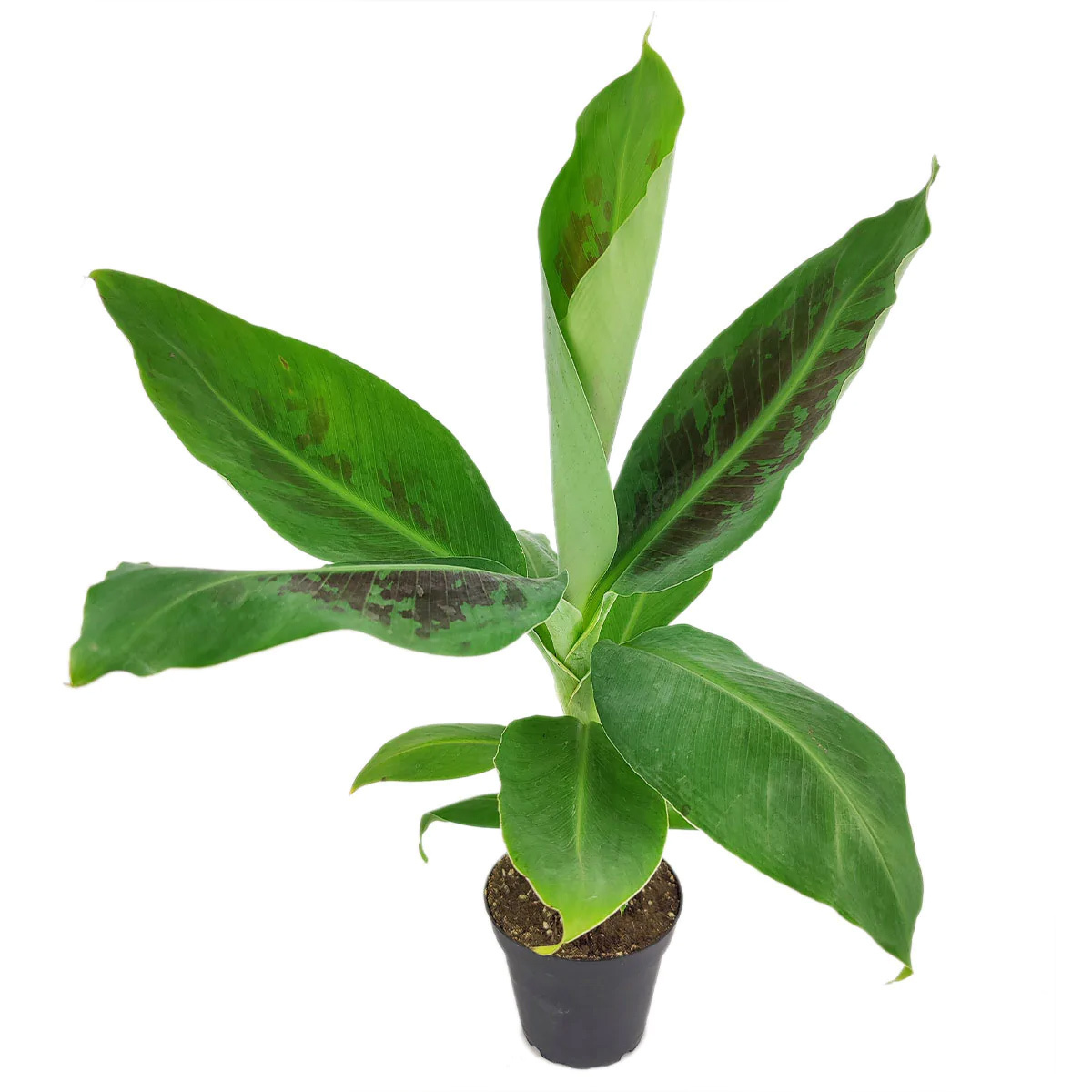 musa indoor plant Musa Tropicana Banana Plant