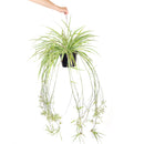 popular plant for home and officeSpider Plant Chlorophytum comosum, plant that can eliminate airborne toxins