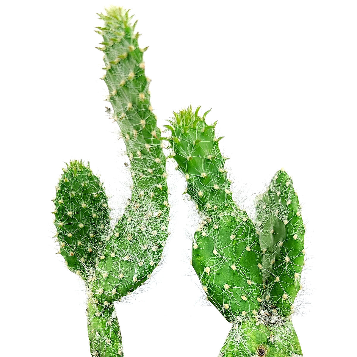 hairy succulent plants Hairy Roger Cactus