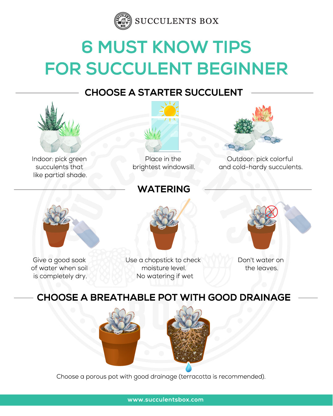 6 Must Know Tips for Succulent Beginner