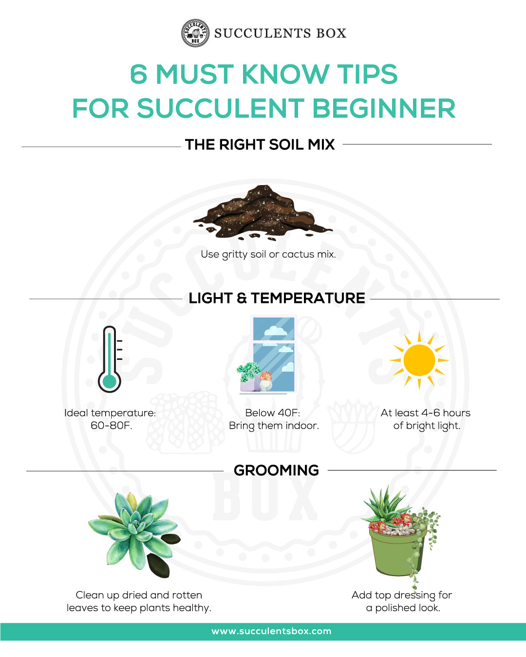 6 Must Know Tips for Succulent Beginner